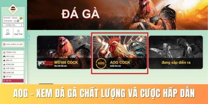 Aog - Xem Đá Gà Chất Lượng Và Cược Hấp Dẫn Tại 79king